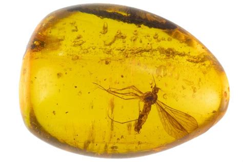 fossilized amber for sale|fossilized amber with insects.